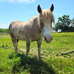 Bosquey Ranch