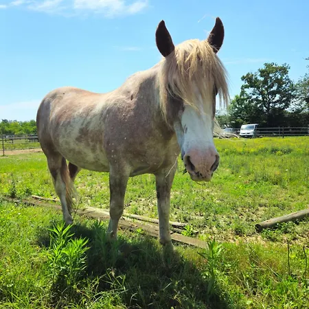 Bosquey Ranch